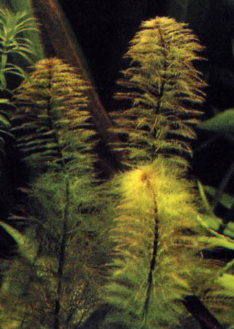 Myriophyllum pinnatum